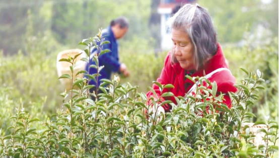 綠葉對根的情誼 情系桑梓帶領(lǐng)家鄉(xiāng)走上致富路的喻金文(圖2)