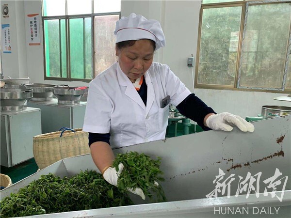 湘鄉(xiāng)毛田鎮(zhèn)：“茶葉經(jīng)濟(jì)”鋪就鄉(xiāng)村振興致富路(圖1)