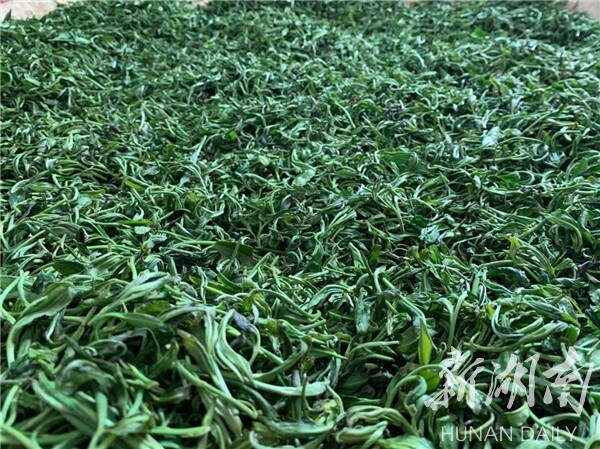 湘鄉(xiāng)毛田鎮(zhèn)：“茶葉經(jīng)濟(jì)”鋪就鄉(xiāng)村振興致富路(圖2)